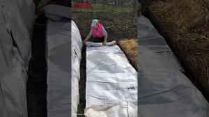 Укрытие винограда на винограднике Игоря Сулименко.+7-918-190-68-24.