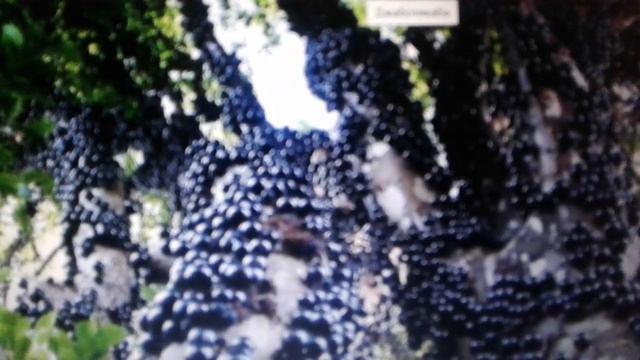 Джаботикаба - экзотическая ягода ; польза и вред. смотреть онлайн