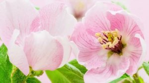 Медитация «Настрой на лёгкие роды» | медитация для беременных | медитация в роды