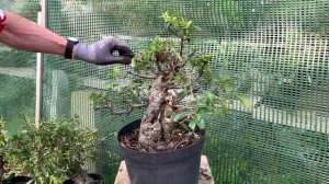 Tricks Growing Pyracantha Bonsai