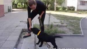 Умственное развитие щенка. Интеллектуальные игры для собак на улице