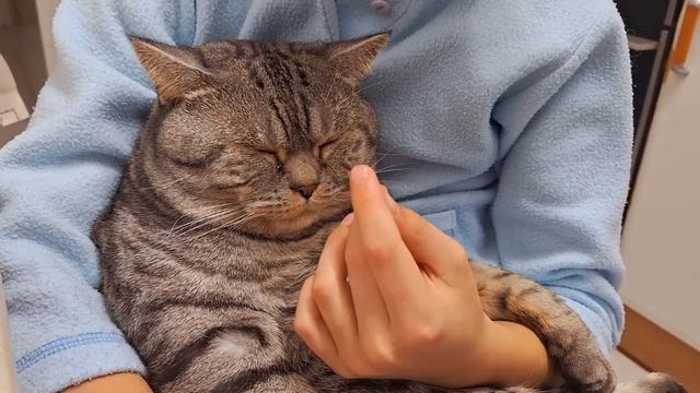 Cat Max wakes up/Максик Просыпается.Утро бодрым не бывает #animals