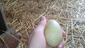 это свершилось///индоутки занеслись///скоро будут утята///яйцекладка///