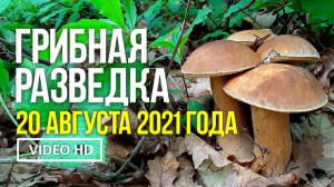 ГРИБНАЯ РАЗВЕДКА  20 августа 2021 года. Сбор белых грибов и подберёзовиков.