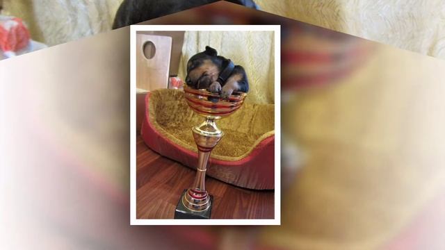 Немецкий пинчер (стандартный), щенки. смотреть онлайн