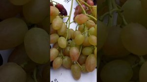 Прекрасные новые сорта и гибридные формы винограда