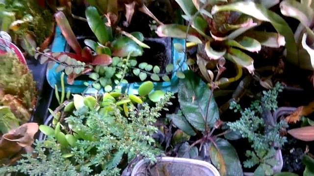 ХИЩНИКИ_ РЕДКИЕ ТРОПИЧЕСКИЕ РАСТЕНИЯ _ ПРОГУЛКА ПО ОРАНЖЕРЕЕ _ смотреть онлайн