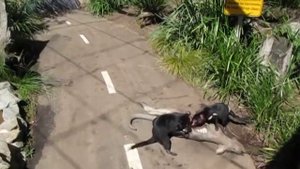 Тасманийские дьяволы