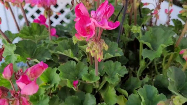 Maintaining Geraniums, Update and Garden Notes 🏡🌿💕 смотреть онлайн
