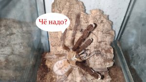 Новые виды пауков птицеедов в СНГ на 2022 год