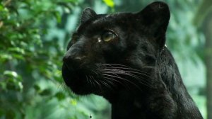 КРАТКО О ЧЕРНОЙ ПАНТЕРЕ!