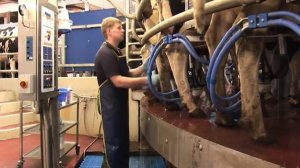 Доильный зал "Карусель".mp4