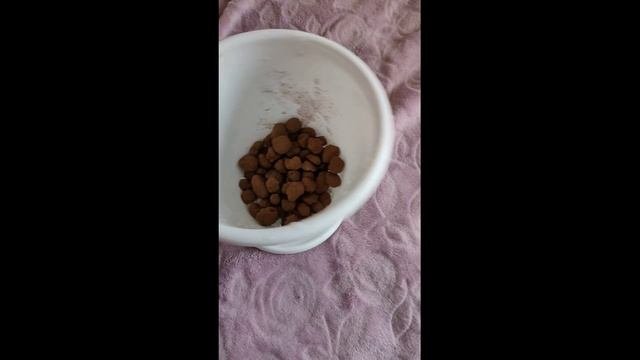 Пересадка цветов.