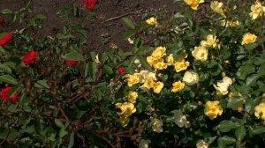 Усынин-розы.рф Общие планы 05 июня 2013