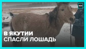 Коневоды спасли лошадь, которая провалилась под лед в Якутии - Москва 24