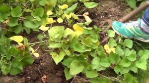 Батат. Сбор урожая.