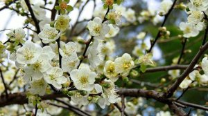 Gandalf. When Blossoms Turn to Fruit