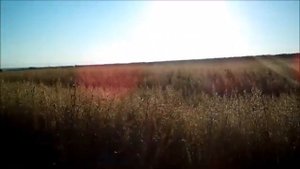 Овес. Овсяное поле. Природа