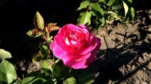 Розочка Янг Люсидас