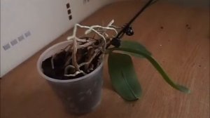 Детка на орхидее фаленопсис: как отделить