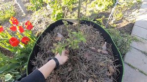 голубика в контейнере.