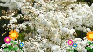 Лабазник обыкновенный Плена. Краткий обзор, описание характеристик filipendula vulgaris Plena