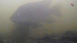 Вечерняя и Ночная рыбалка на _Тёплой_. Ловля тиляпии и сомика Fishing angeln pesca câu cá memancing