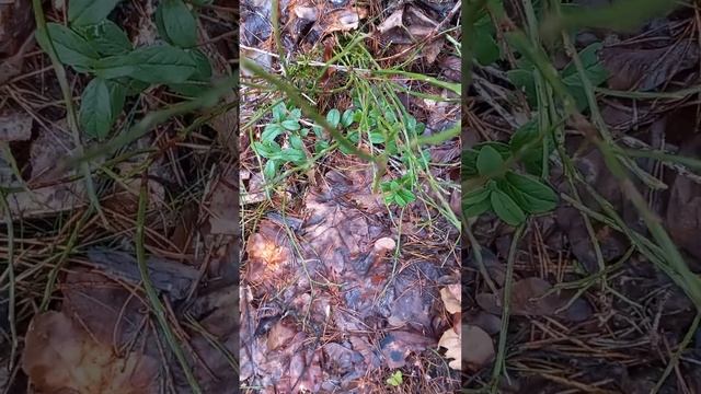 Первоапрельский лес в Иманте #тамараушакова смотреть онлайн