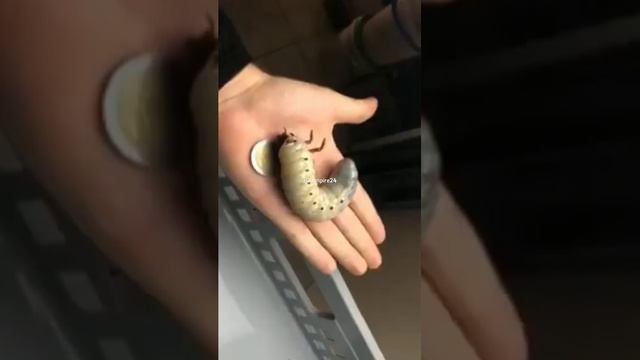 beetle life cycle смотреть онлайн