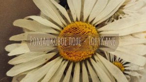 ToryKane - Ромашковое поле