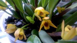 ОРХИДЕЯ МАКСИЛЛЯРИЯ Variabilis Yellow _ Является природным видом _