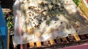 Чудозелье от клеща варроа и нозематоза.