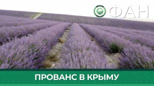 Цветущее лавандовое поле превратило крымское село Тургеневка в уголок Прованса