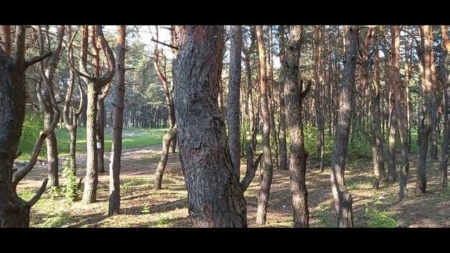 Новости из Курска. Соревнования в защиту леса "БежимЗаЛес"!