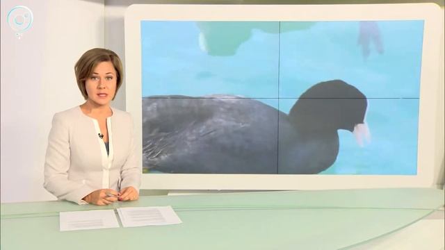 Жители Академгородка заметили на пруду редкую птицу - лысуху смотреть онлайн