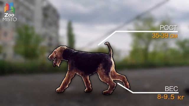 Вельштерьер Все о породе собаки ¦ Собака породы Вельштерьер смотреть онлайн