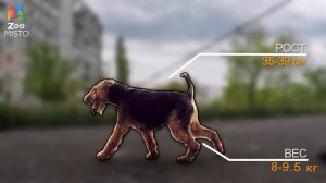 Вельштерьер   Все о породе собаки ¦ Собака породы   Вельштерьер