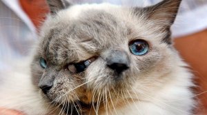 10 ЖИВОТНЫХ СО СТРАННЫМИ МУТАЦИЯМИ