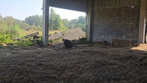 В поисках червяков на ферме.