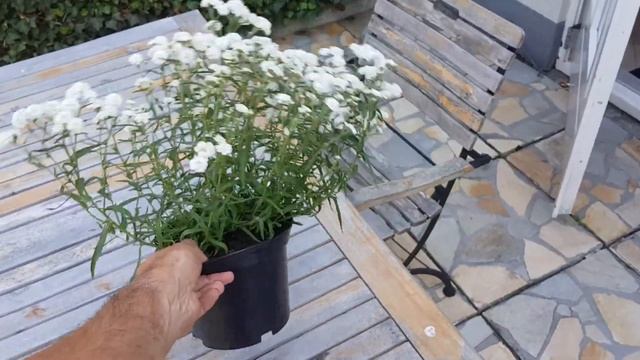 Introducing: the Achillea ptarmica Diadem смотреть онлайн