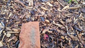 Сколько воды выпивают елки? Поливаем весенний ёлочный садик.Гортензии и ёлки проснулись.