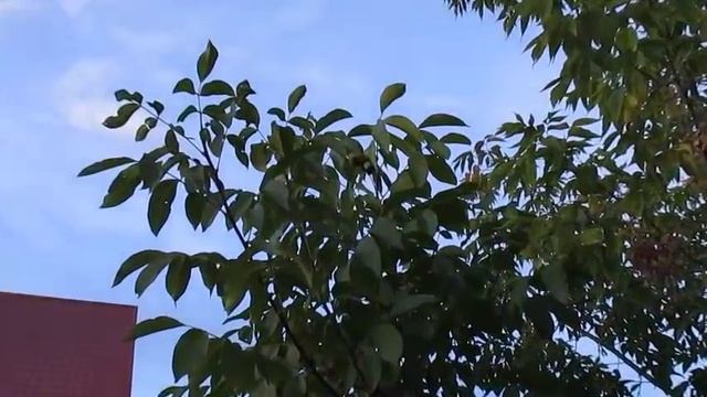 Как созревает грецкий орех