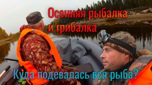 Осенняя рыбалка и грибалка. Куда подевалась вся рыба_ Природа и отдых в Республике Коми. Куча грибов