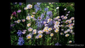 Стихотворение "Деревня"