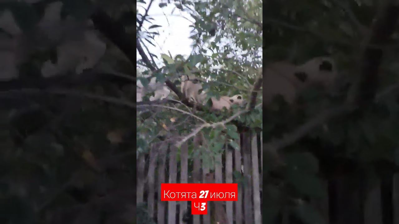 котята #котята #питомцы смотреть онлайн