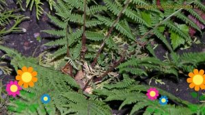 Щитовник женский Леди в Красном. Краткий обзор, описание характеристик Lady in Red