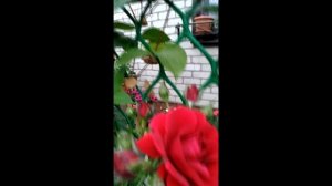 Второе цветение плетистых роз.mp4