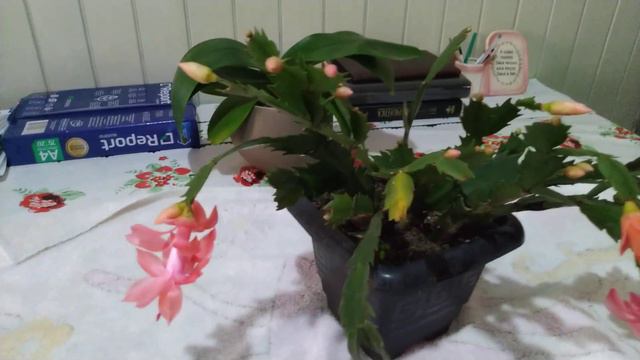 FLOR DE MAIO SALMÃO смотреть онлайн