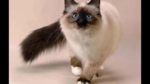 Тайская кошка— порода кошек, родственная сиамской.