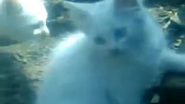 кошка голубоглазая
